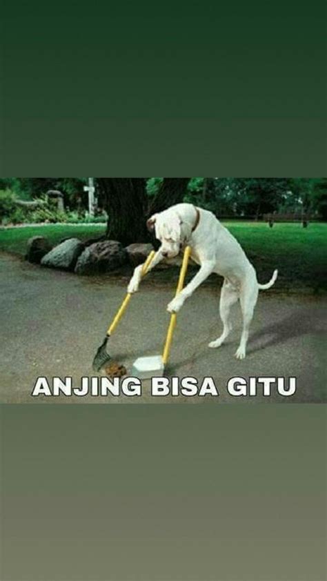 84 Foto Meme Anjing Lucu