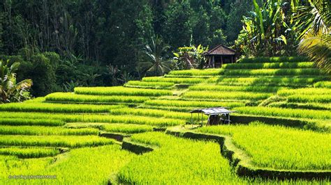 Ubud Rice Terraces Bali Wallpaper HD 94244 - Baltana