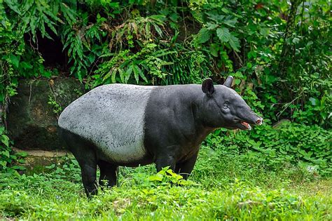 Endangered Animals In Asia