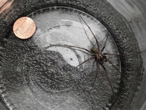 Giant House Spider Size