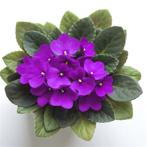 How To Care For African Violets - Sunny Home Gardens