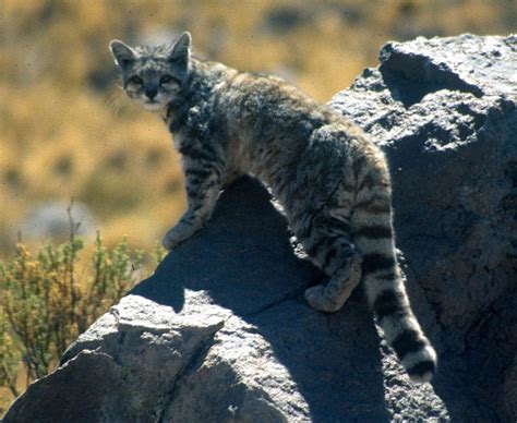 The world’s 5 most Endangered wild cats