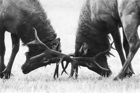 Two Bull Elk With Locked Antlers, Wildlife Photography, Southern ...