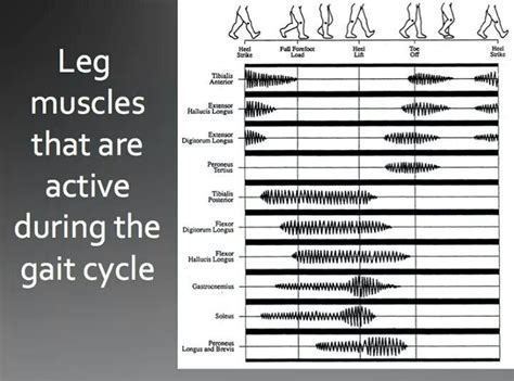 Leg muscles that are active during the gait cycle Physical Therapy Student, Physical Therapist ...