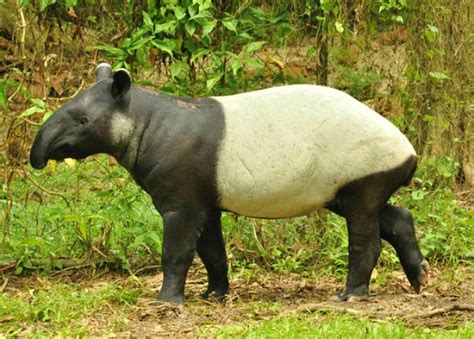 Bolivian Wildlife Trivia. Interesting Facts About Birds and Animals