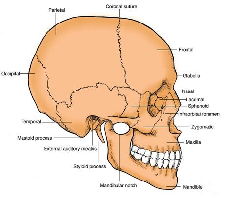 Illustration Of Human Skull #6 Photograph by Science Source - Pixels