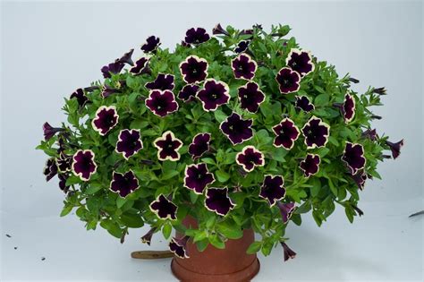 The Top 11 Petunia Varieties