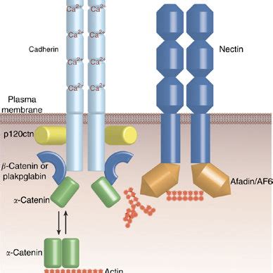 (PDF) Tight Junctions/Adherens Junctions: Basic Structure and Function