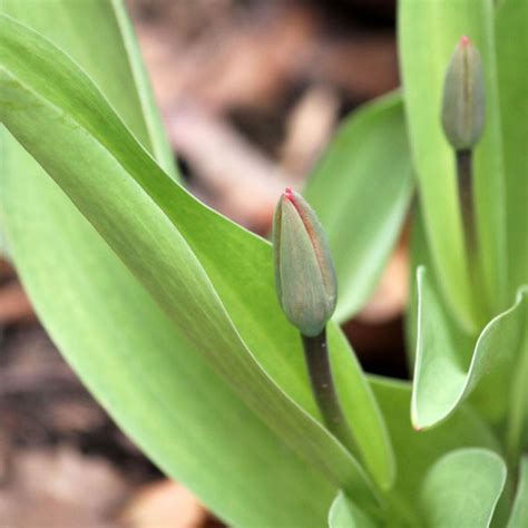 The Great Tulip Growing Adventure : Photos from a Spring Garden ...