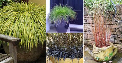 Best Ornamental Grasses for Containers | Growing Ornamental Grass