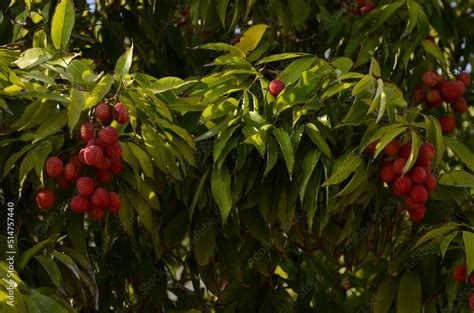 Beautiful lychee fruit hand picking up the ripe lychee fruit hang on ...