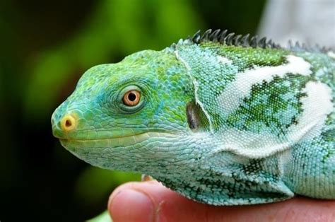 Fiji crested iguana - Alchetron, The Free Social Encyclopedia