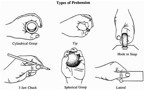 Types Of Pencil Grasp Patterns Pictures to Pin on Pinterest - PinsDaddy