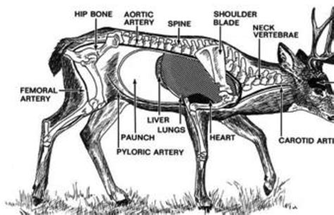 Deer Anatomy Organs - Anatomy Reading Source