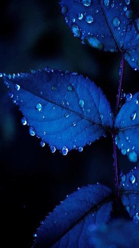 Share 53+ blue leaf wallpaper - in.cdgdbentre