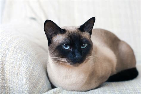 Best Siamese Cat Breed Guide - History, Health and Care