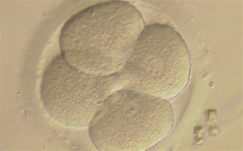 Figure 244 A 4-cell embryo with evenly sized blastomeres and no ...