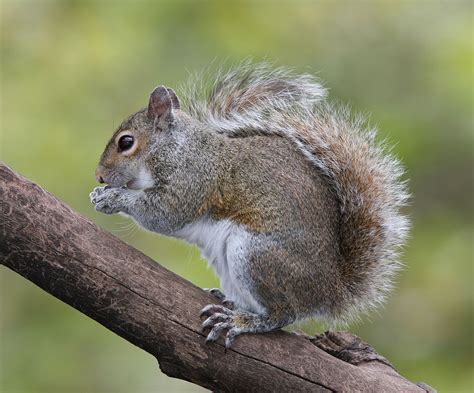 Eastern gray squirrel - Wikipedia