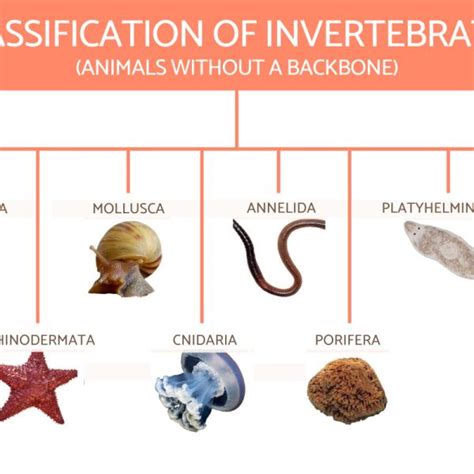 Invertebrates And Vertebrates Chart