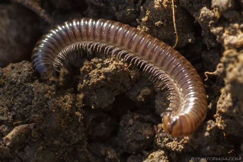 Long Brown Cylindroiulus Millipede - Photorasa Free HD Photos