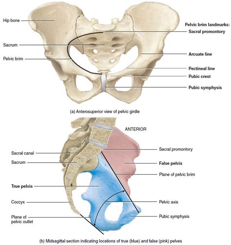 Coccyx bone anatomy, tailbone pain, fractured tailbone & treatment