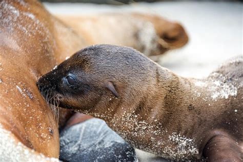 Premium Photo | Sea lion baby feeding