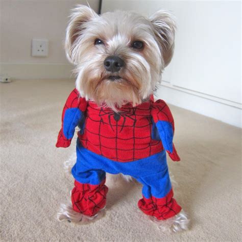 9 Funny Halloween Costumes for Dogs, Dog, Cat and other Pet Friendly ...