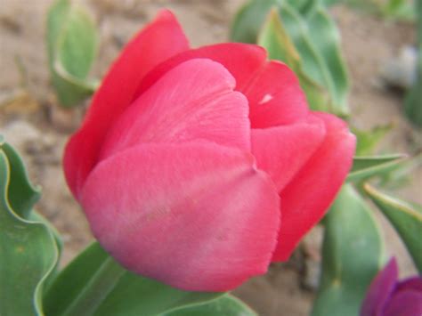 Gardening and Flowers: Pink Tulip Flowers