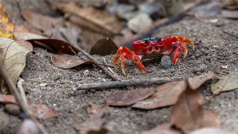 Red Claw Crab Habitat: How To Take Care Of Them The Right Way