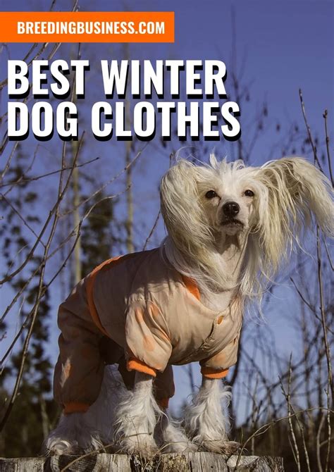 10 Best Winter Dog Clothes – Materials, Benefits, Top Ten, Pros & Cons