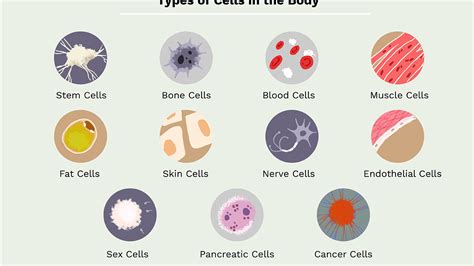 What Are 3 Types Of Animal Cells - slideshare