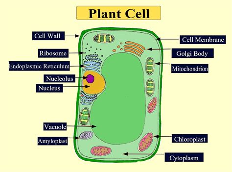 Plant Cell Diagrams