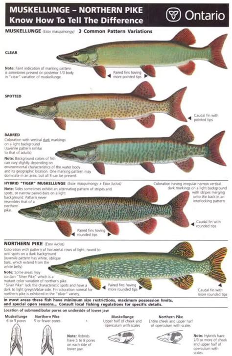 Muskie Vs. Pike: How to Tell Them Apart – Northern Pike Fishing Tips