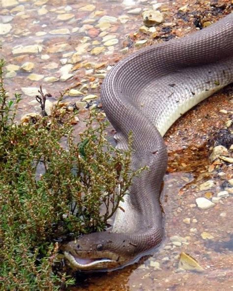 Amazing Animals: Anaconda Eating Crocodile In Australia