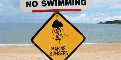 Box Jellyfish Sting Facts | Deadliest Sting