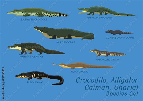 Caiman Vs Alligator Vs Crocodile