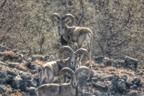 Punjab Urial Sheep. A conservation through Trophy hunting success story. : r/wildlifeconservation