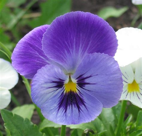 File:Pansy flower.jpg - Wikimedia Commons