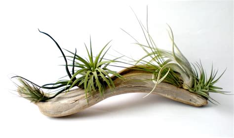 Air Plants on Driftwood: Mounted Tillandsias on by Plantzilla