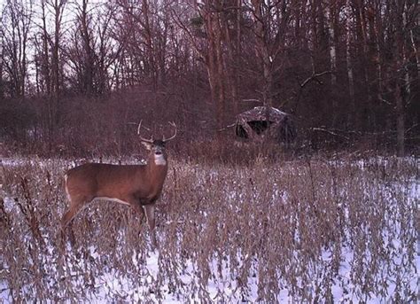 Late-Season Deer Hunting Tactics - Legendary Whitetails | Deer hunting ...