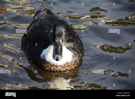 'Manky Mallard' - irregular colouring of mallard duck Stock Photo - Alamy