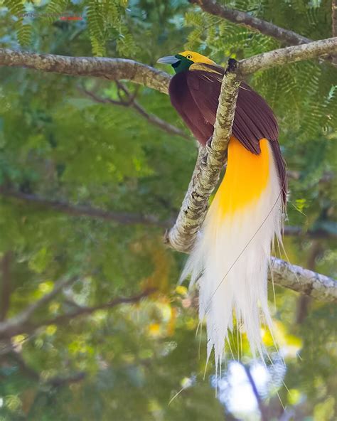 Bird Of Paradise- Bird Photography of a Lifetime - PhotographyAxis