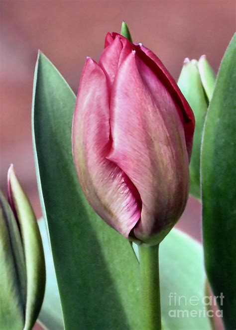 Tulip Bud Photograph by Janice Drew - Pixels