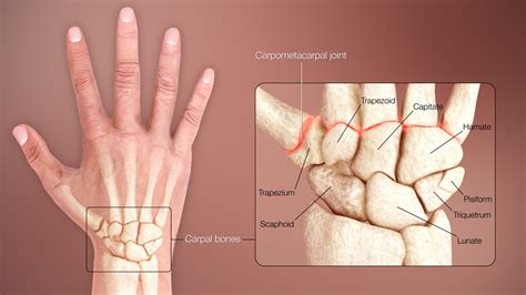 Carpal bones - Wikiwand