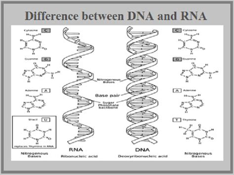 What is the difference between DNA and RNA