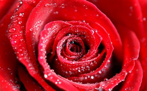 Water Drops On Red Rose - [1920 x 1200]