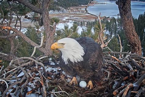 Big Bear bald eagle lays first egg of 2023 – San Bernardino Sun