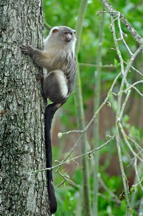 Black-tailed Marmoset | Animal Database | Fandom