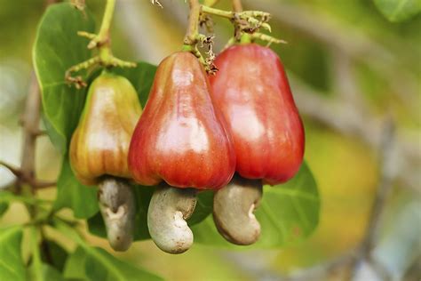 How Do Cashews Grow? - WorldAtlas