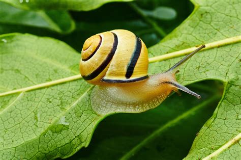 Snail - Spirit Animal Totems and Messages